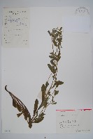 藏品(多苞斑種草)的圖片