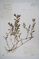 藏品(梓木草)的圖片