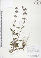 藏品(灰葉蕕)的圖片