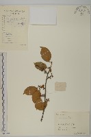 藏品(過山楓)的圖片