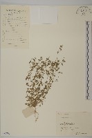 藏品(無心菜、鵝不食草)的圖片