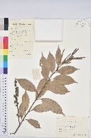 藏品(子彈石櫟)的圖片