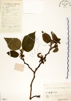 藏品(構樹)的圖片