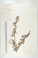 藏品(小葉胡頹子)的圖片