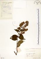 藏品(九芎)的圖片