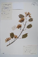 藏品(三角楓)的圖片