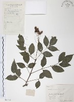 藏品(灰色木藍)的圖片