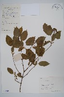 藏品(華北茶條槭)的圖片