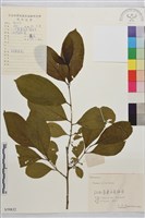 藏品(凍綠)的圖片