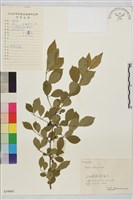 藏品(圓葉鼠李)的圖片