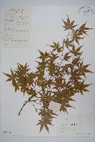 藏品(雞爪槭)的圖片