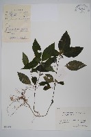 藏品(九頭獅子草)的圖片