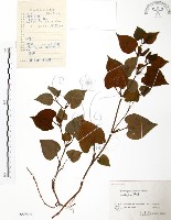 藏品(臭腥草、蕺菜)的圖片