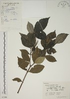 藏品(山黃梔)的圖片