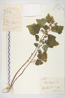 藏品(蒼耳)的圖片