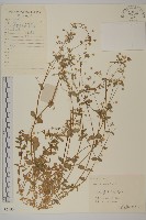 藏品(繁縷)的圖片