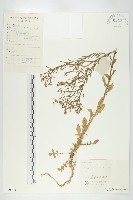 藏品(鳳花菜)的圖片