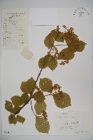 藏品(莢迷)的圖片