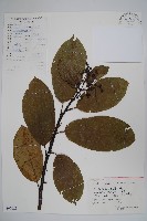 藏品(厚殼樹)的圖片