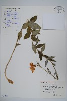 藏品(桔梗)的圖片