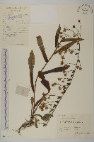 藏品(高山小葉菊、陀螺紫菀)的圖片