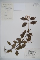 藏品(狹葉莢迷)的圖片