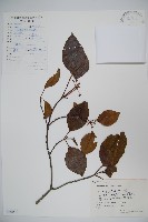 藏品(高山莢迷)的圖片