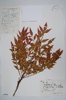 藏品(南天竹、天竹、蘭天竹)的圖片