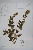 藏品(臺灣糯米條)的圖片