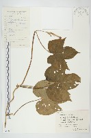 藏品(裂葉牽牛)的圖片