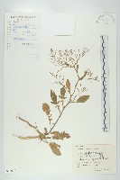 藏品(小葶藶)的圖片