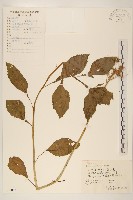 藏品(野茼蒿)的圖片