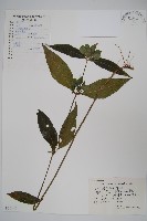 藏品(九頭獅子草)的圖片