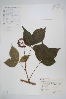 藏品(三葉五加、三加皮)的圖片