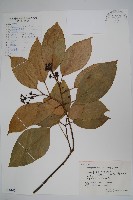 藏品(樹參)的圖片