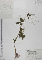 藏品(鴨兒芹)的圖片