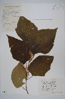 藏品(八角楓)的圖片