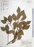 藏品(樟樹)的圖片