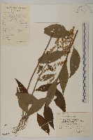 藏品(珍珠蒿、奇蒿)的圖片