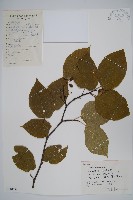 藏品(長毛八角楓)的圖片