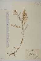 藏品(東北絲裂蒿)的圖片