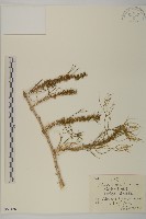 藏品(烏丹蒿)的圖片