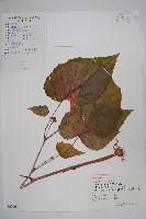 藏品(中華秋海棠)的圖片