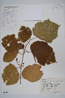 藏品(八角楓、瓜木)的圖片