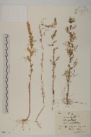 藏品(黑蒿)的圖片