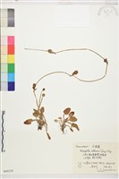 藏品(長葉鹼毛茛)的圖片