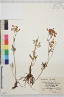 藏品(狹裂瓣蕊唐松草)的圖片