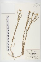 藏品(狗娃花)的圖片