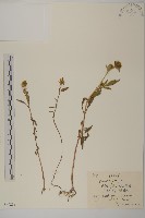 藏品(狼把草)的圖片