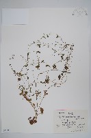 藏品(附地菜)的圖片